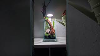 Incredible nano Aquarium Setup  Planting  FillUp Chihiros aquarium aquascape plantedtank [upl. by Iadahs908]