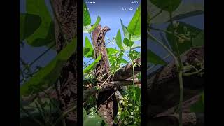 GCAM LMC 83 R1Config LEICA PIXEL 1🔥gcam configgcam gcamlmc googlecamera [upl. by Enrak]