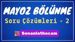 MAYOZ BÖLÜNME SORU ÇÖZÜMLERİ  2  ✅ [upl. by Adaynek]