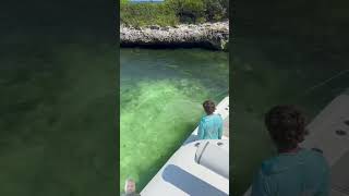 fishing bait fish bahamas ocean funny comedy giantpython snake carpfish [upl. by Bander781]