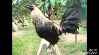 Top Strong Gamefowl Breeds [upl. by Anyale92]