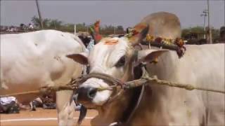 2017 Uttanoor Gadwal District quotSENIORSquot Size Ongole Bulls Show 1st Prize Rs50000 Winner [upl. by Lavena23]