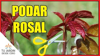 🌹 Cómo PODAR el ROSAL  Poda de los ROSALES en invierno ✂️ ¡¡CONSIGUE VIGOROSAS ROSAS [upl. by Aryl418]