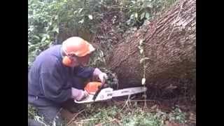 Stihl MS 271 review cutting up a large oak uprooted in a ice storm [upl. by Alilad498]