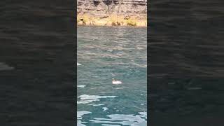 A Razorbill Alca torda checking me out while looking for fish beneath the Cliffs of Moher [upl. by Firehs212]