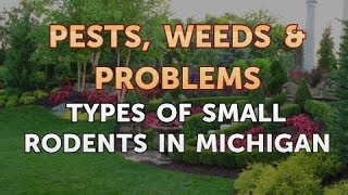 Types of Small Rodents in Michigan [upl. by Aihcsrop]