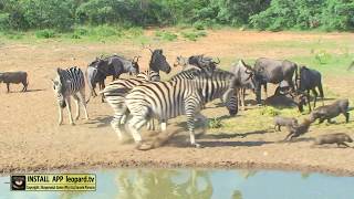 Blue wildebeest Zebras and Warthog  a few scientific facts about them [upl. by Ellicott265]