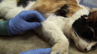 Elbow medial collateral ligament test for veterinarians [upl. by Suirauqram]