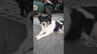 Clip thú cưng dễ thương hài hước 6 Animal videos dogs  lìfe funny pets pets doglover [upl. by Burtis]