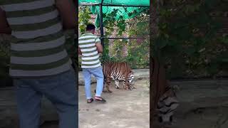 DANGEROUS ⚡ TIGER WITH CUBS 😍🐅🐯 tiger lion nature jungle tigerbaby [upl. by Amlus509]