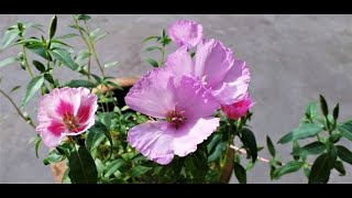 How to grow plant amp care Godetia  Clarkia amoena [upl. by Teemus]