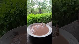 champorado with tuyo rainy [upl. by Iey]