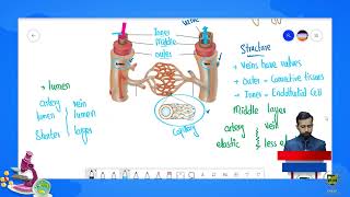 Veins  CHP 9  9TH BIOLOGY EM  LECTURE 21 [upl. by Nyledaj148]