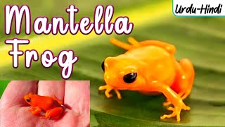 GOLDEN MANTELLA FROG in UrduHindi  WordsPlayingMeDejaVu [upl. by Eeruhs]