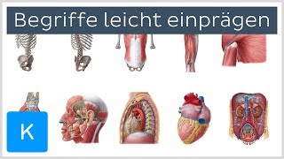 Wie man sich anatomische Begriffe leicht einprägt  Anatomie des Menschen  Kenhub [upl. by Gilus]