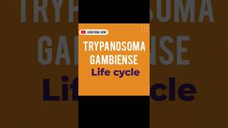 TRYPANOSOMA GAMBIENSE LIFE CYCLE [upl. by Kaile]