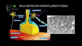 Rola siateczki sarkoplazmatycznej [upl. by Hak]