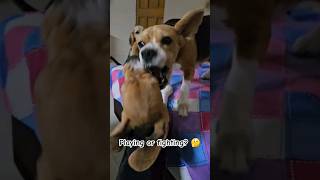 Beagle family fight 🥊 Playing or fighting challenge ytshorts shorts [upl. by Jeffries]