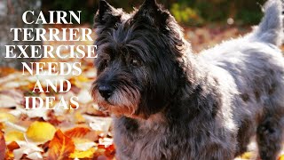 Cairn Terrier Exercise Needs and Ideas [upl. by Lapotin235]