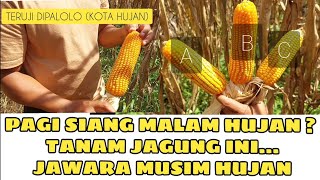 rekomendasi jagung dimusim hujan 2  jagung terbaik dimusim hujan  Nk 212 vs betras 9 vs Rk 457 [upl. by Nemraciram577]