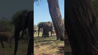 Tarangire National Park [upl. by Ttessil]