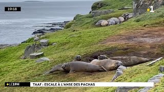 Iles Kerguelen  partons à la rencontre des éléphants de mer à lAnse des Pachas [upl. by Irneh121]