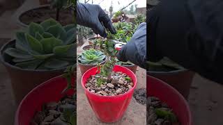 pruning portulacaria afra plants [upl. by Lekkim]