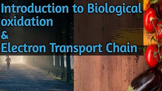 Introduction to Biological Oxidation amp Electron Transport Chain How energy is produced in our body [upl. by Haimes]