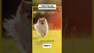 7 Sikat na Lahi ng Aso sa Pilipinas Part 5 dog trivia philippines [upl. by Jayme231]