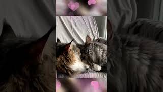 😸👋 Maine Coon Bataille Sherkan amp Shippie se mettent des claques sur la tête quelle scène 🐾 1196 [upl. by Purpura85]