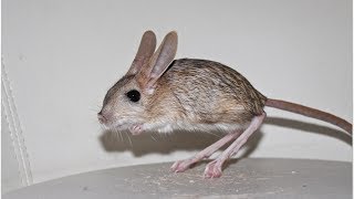 My pet Jerboa [upl. by Adiana]