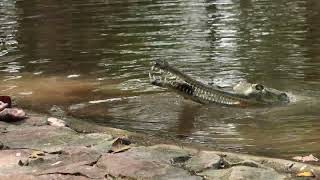 Gharial eating a fish  4K [upl. by Lananna911]