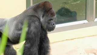 Shabani and Ai are very worried about Nene｜Shabani Group [upl. by Ushijima]