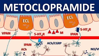 Metoclopramide Reglan  Mechanism precautions side effects amp uses [upl. by Mureil]