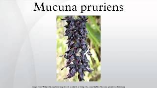 Mucuna pruriens [upl. by Heinrick]