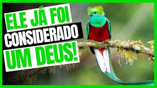 QUETZALRESPLANDECENTE  UMA DAS AVES MAIS BELAS DO MUNDO [upl. by Letnwahs665]