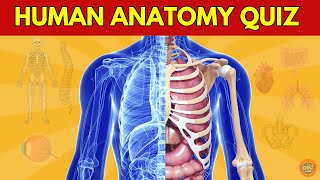 Human Anatomy Quiz 🩻🦴🫁🫀  Test Your Knowledge of the Human Body quiz quiztime anatomyquiz [upl. by Meihar]