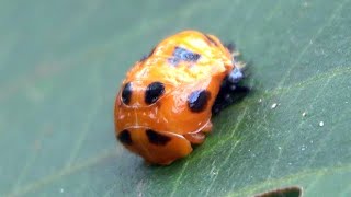 20240612  劍南蝶園  小十三星瓢蟲Harmonia dimidiata 蛹 [upl. by Yeslrahc]