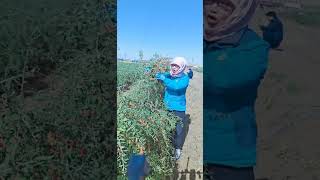 Q related Searches·ningxia wolfberry picking wolfberry pictures [upl. by Duahsar]