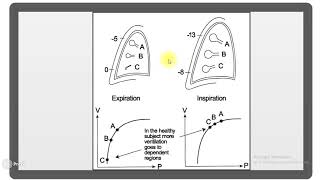 physiology ventilation of the lung [upl. by Asela]