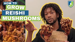 Grow Your Own Reishi Mushrooms at Home [upl. by Durkin]