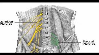 Two Minutes of Anatomy Lumbar Plexus and Sacral Plexus [upl. by Faubert]