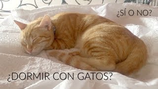 ¿DORMIR CON GATOS ¿SÍ O NO [upl. by Eiuqram]