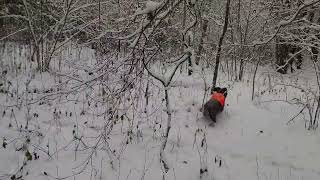 Vokiečių spanielis Deutscher Wachtelhund WAX z Sosnowej Zagrody in driven hunt [upl. by Assenab]