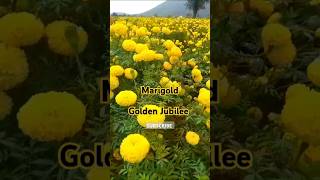 MarigoldGolden Jubilee varietyOrange Jubileesatisfying [upl. by Asen]