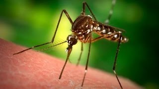 Santé  Tout savoir sur le paludisme ou malaria [upl. by Ydnor]