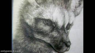 Original ACEO BatEared Fox Pencil Drawing For Sale [upl. by Esemaj]