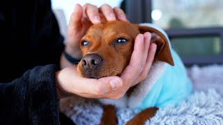 I Gave My Puppy a Spa Day ASMR [upl. by Octavia]