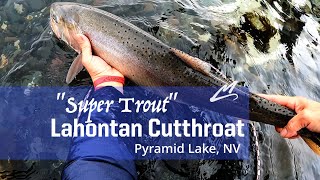 quotSuper Troutquot The Pyramid Lake Lahontan Cutthroat [upl. by Anelehs]