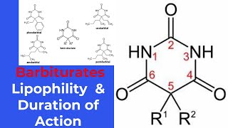 structureactivity relationship SAR of barbiturates [upl. by Monia]